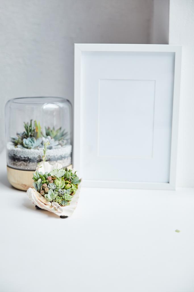 zelené sukulenty v květináči a mušličku poblíž prázdného fotografického rámu na bílém povrchu, domácí výzdoby - Fotografie, Obrázek