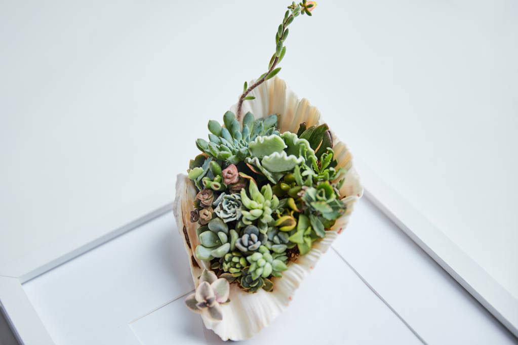 close up view of green succulents in seashell on white photo frame - Photo, Image