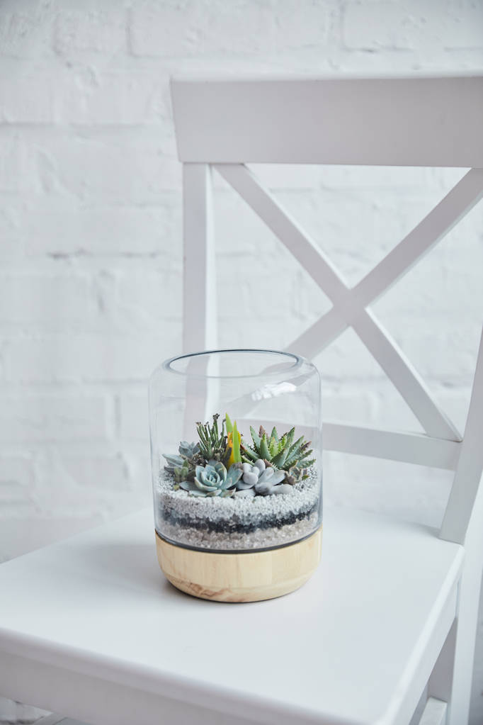 白い椅子の植木鉢のガラスカバーの下の装飾的な熱帯の多肉植物 - 写真・画像
