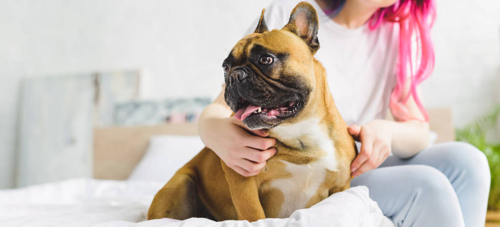 plano panorámico de la mujer sentada en la cama con bulldog francés lindo en casa
 - Foto, imagen