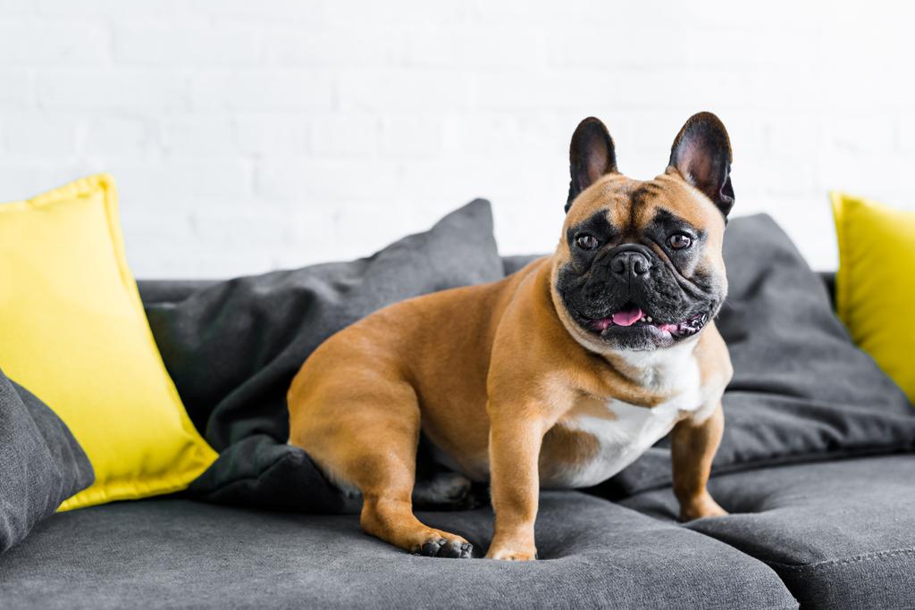 ihana ranskalainen bulldog istuu sohvalla olohuoneessa
 - Valokuva, kuva