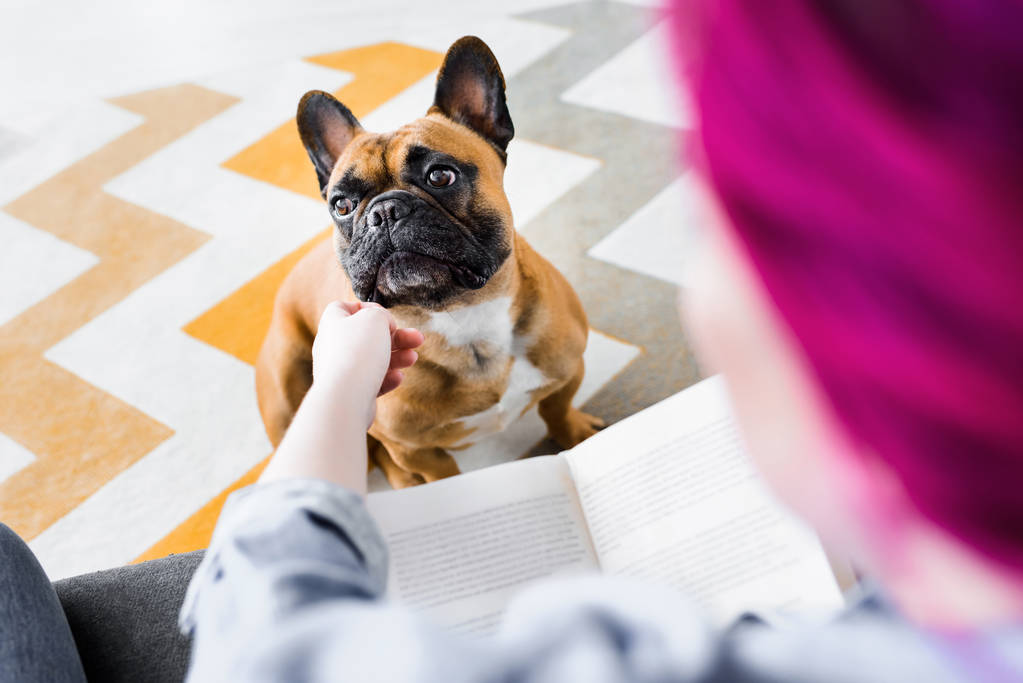 selective focus of girl with colorful hair petting french bulldog and holding book - Photo, Image