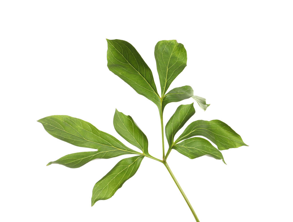 Свежие зеленые листья пиона на белом фоне - Фото, изображение