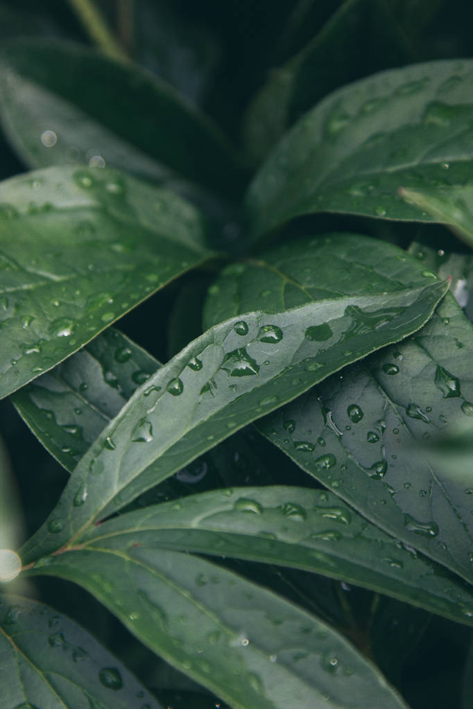 hojas verdes con gotas de lluvia - Foto, imagen