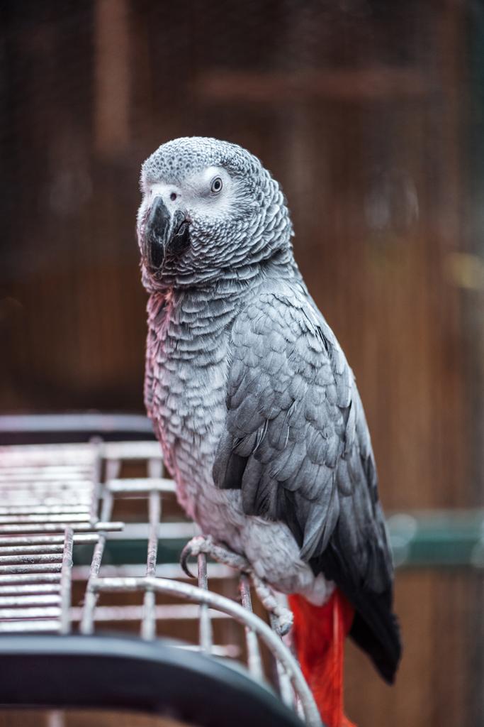 vivid grey fluffy parrot sitting on cage and looking at camera - Photo, Image