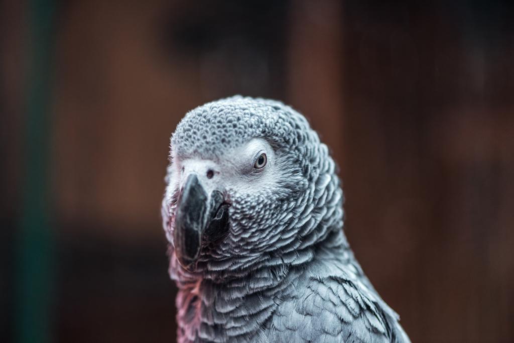 close up view of vivid grey exotic fluffy parrot  - Photo, Image