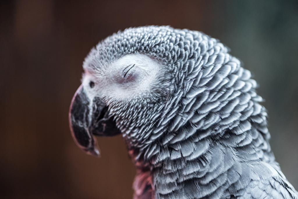 zblízka pohled na živou šedou exotickou chlupatou papouška s uzavřeným okem - Fotografie, Obrázek