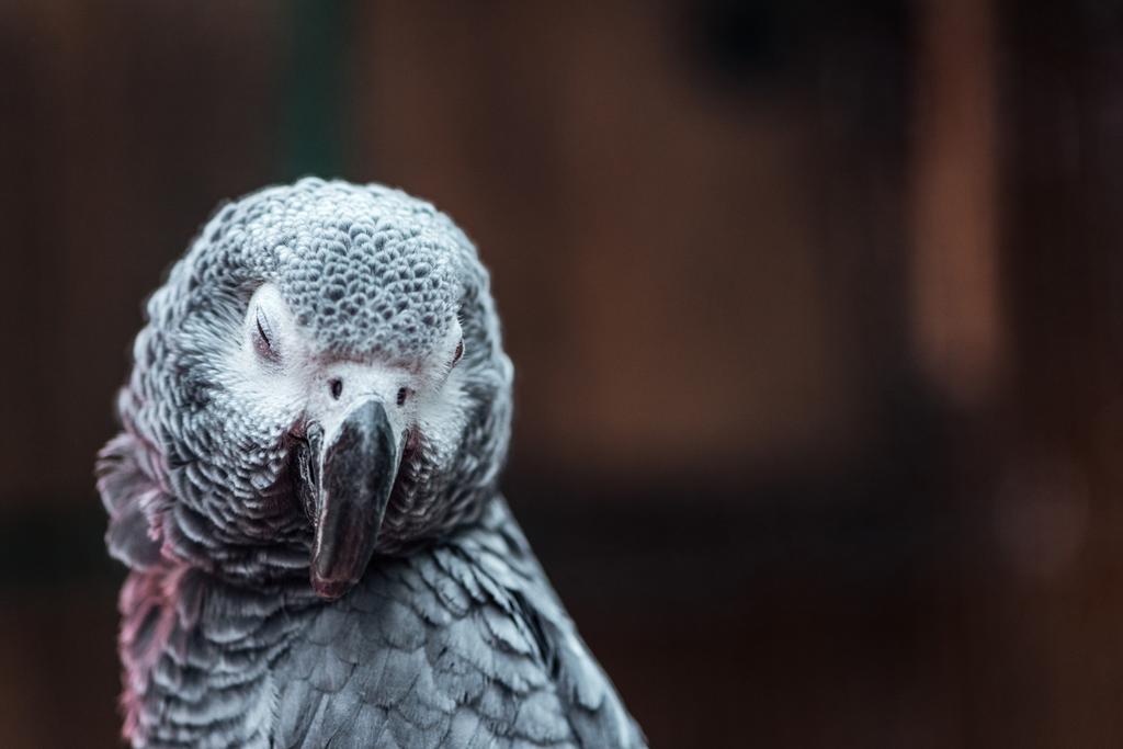 Widok z bliska jasnoszary puszysty papuga z zamkniętymi oczami - Zdjęcie, obraz