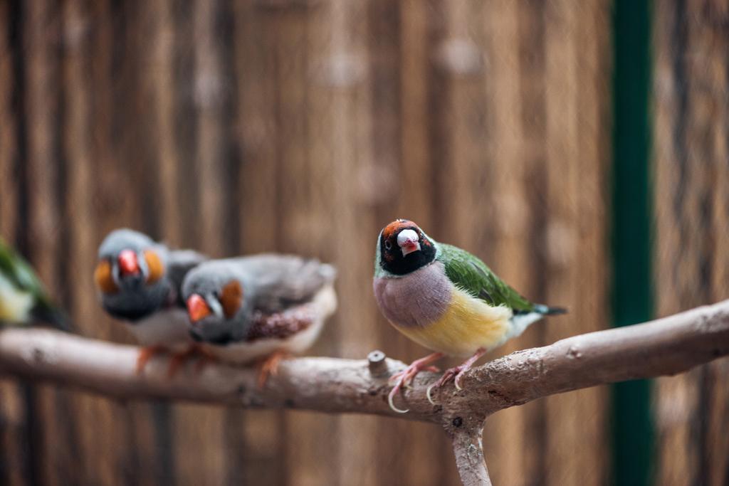 selective focus of colorful cute birds on wooden branch - Photo, Image