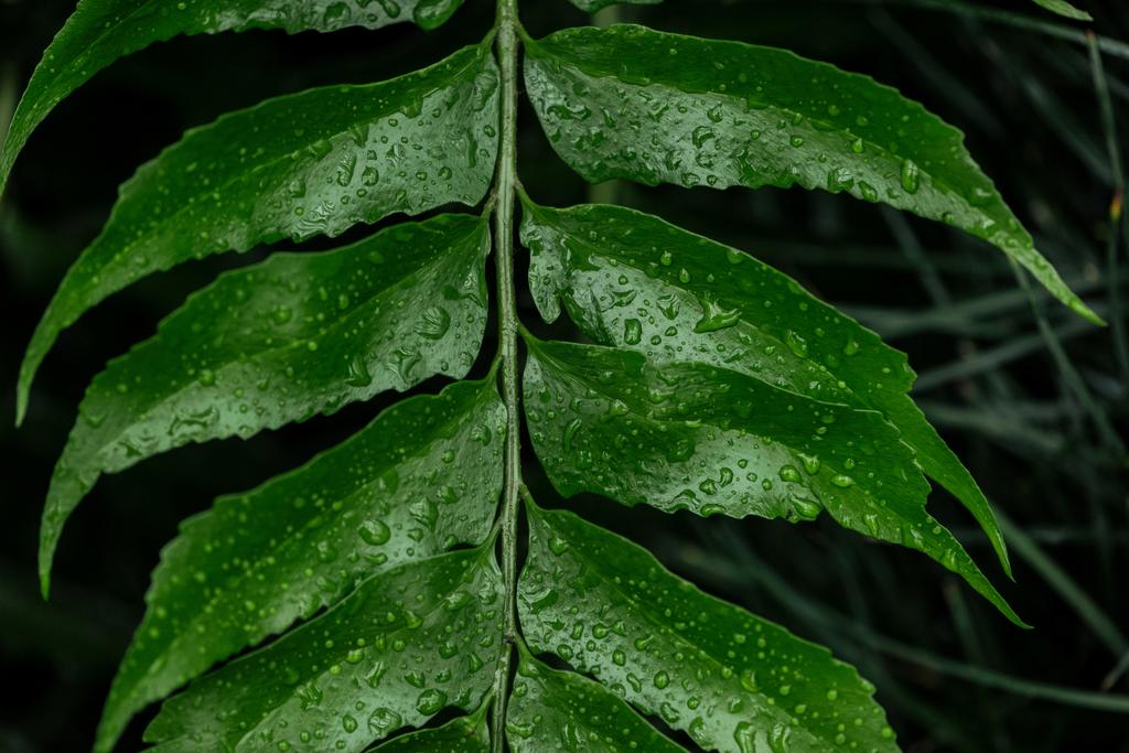 vista de cerca de la hoja de palma tropical verde con gotas de agua
 - Foto, Imagen