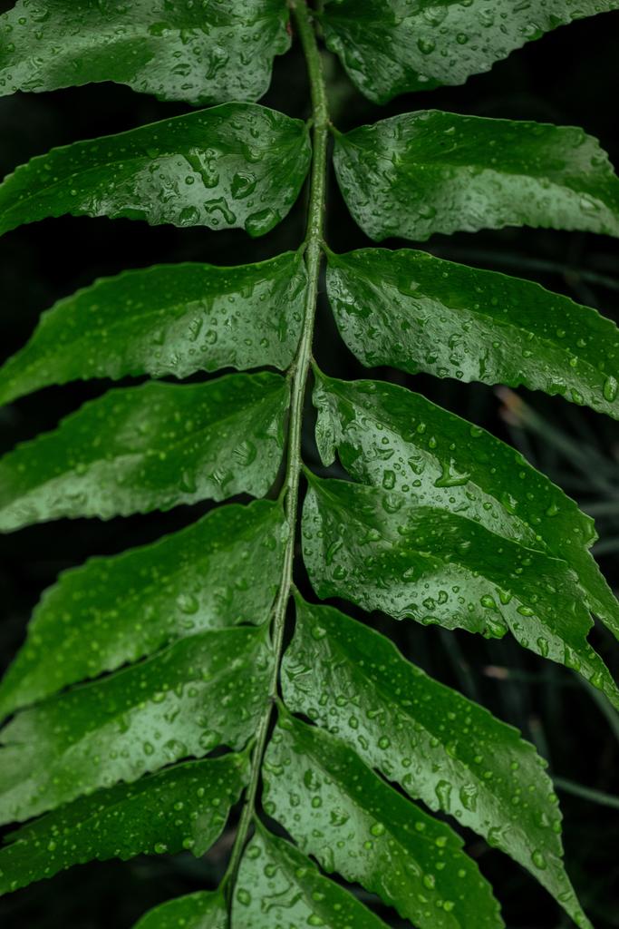 vue rapprochée de la feuille de palmier tropicale verte avec des gouttes d'eau
 - Photo, image