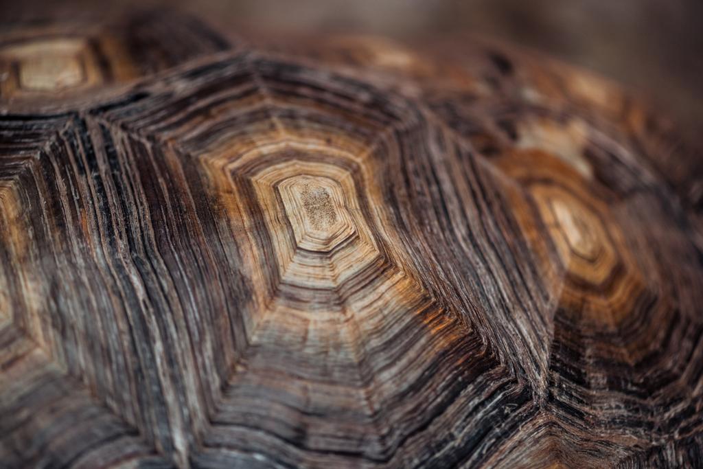 close up vista de tartaruga texturizada concha marrom
 - Foto, Imagem