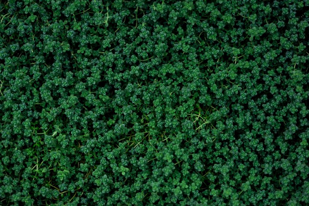 küçük yaprakları ile yeşil bitkilerin üst görünümü - Fotoğraf, Görsel