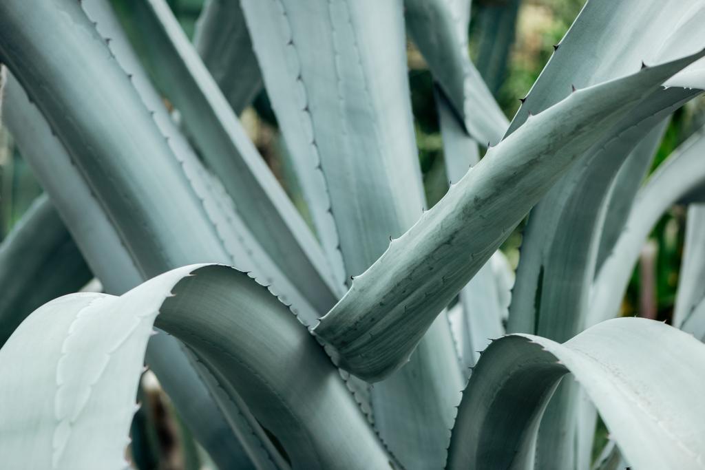 vue rapprochée des feuilles piquantes de cactus vert vif
  - Photo, image