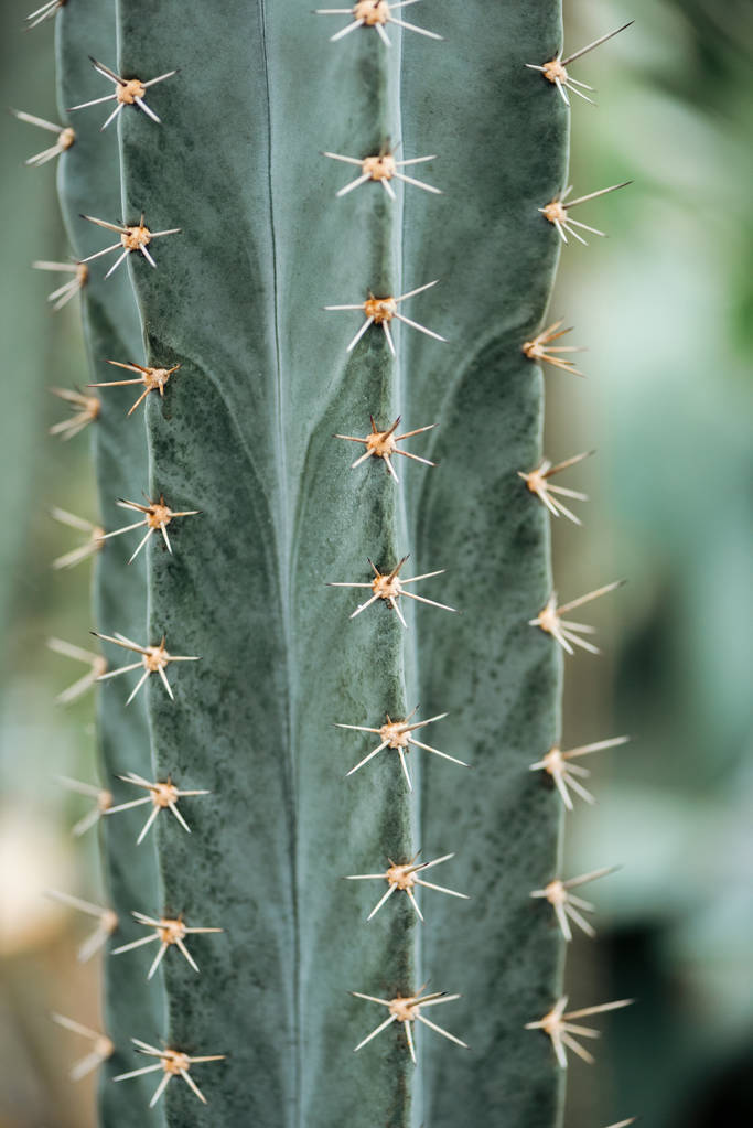 közeli kilátás a zöld kaktusz kis sárga tűvel - Fotó, kép