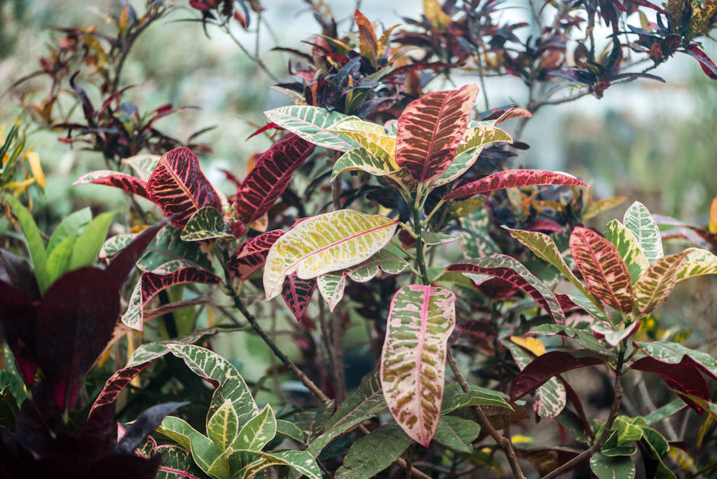 rośliny z czerwonymi i zielonymi, egzotycznymi teksturami liści  - Zdjęcie, obraz
