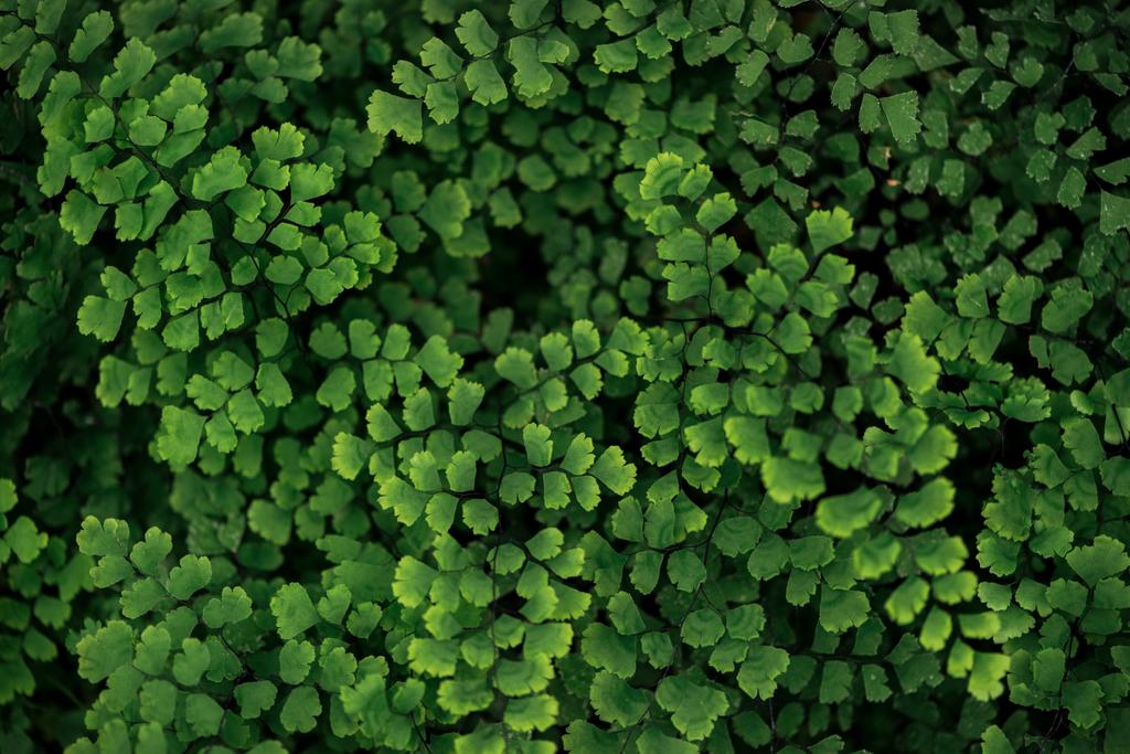 vista superior de folhas texturizadas brilhantes frescas verdes em ramos
 - Foto, Imagem