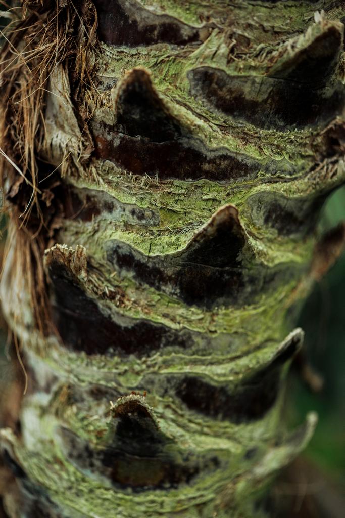 苔で覆われた木のテクスチャード樹皮のクローズアップビュー - 写真・画像