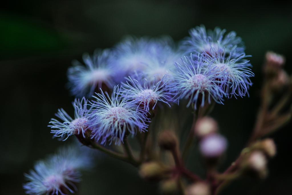 close up view of blue wildflowers on blurred background - Photo, Image
