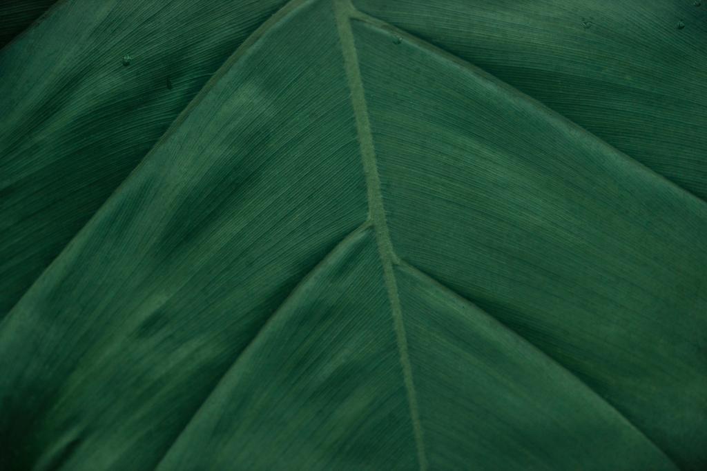 close up view of textured green leaf with copy space - Photo, Image