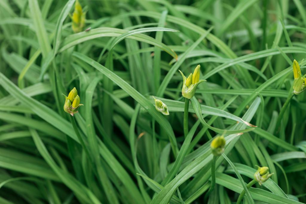 Nahaufnahme von frischem grünen Gras mit Knospen - Foto, Bild