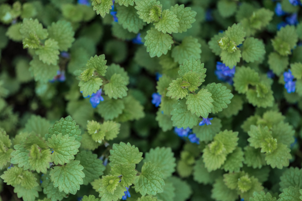 ylhäältä näkymä pensas vihreät lehdet ja sininen pieniä kukkia
 - Valokuva, kuva