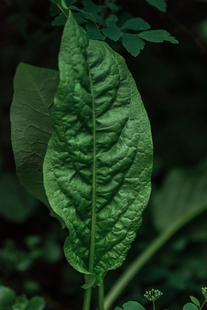 close up view of green textured leaf on dark background - Photo, Image