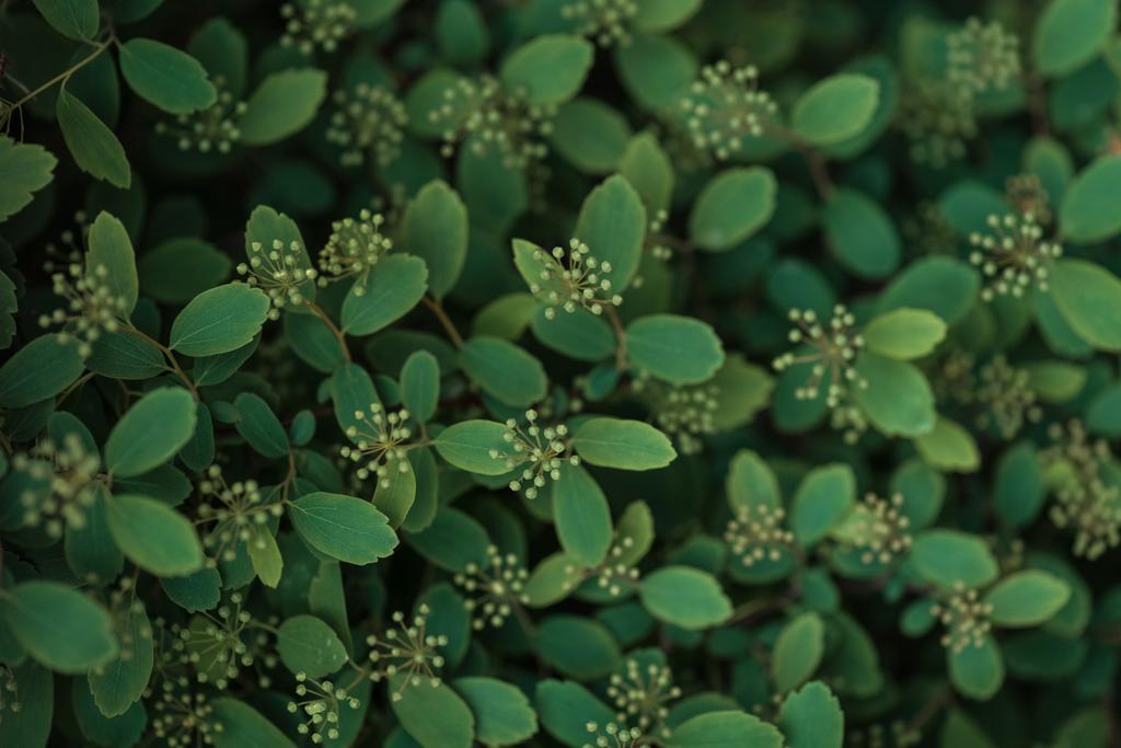 selectieve focus van groene struik met kleine witte bloemen  - Foto, afbeelding