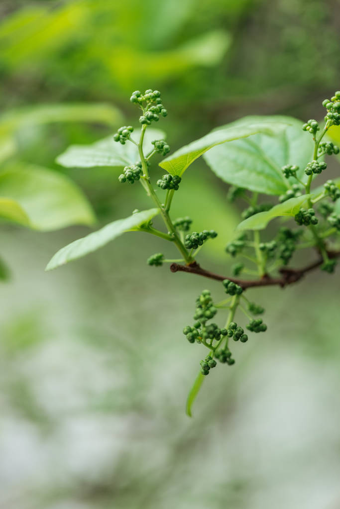 close up view of green spring foliage on tree branch - Photo, Image