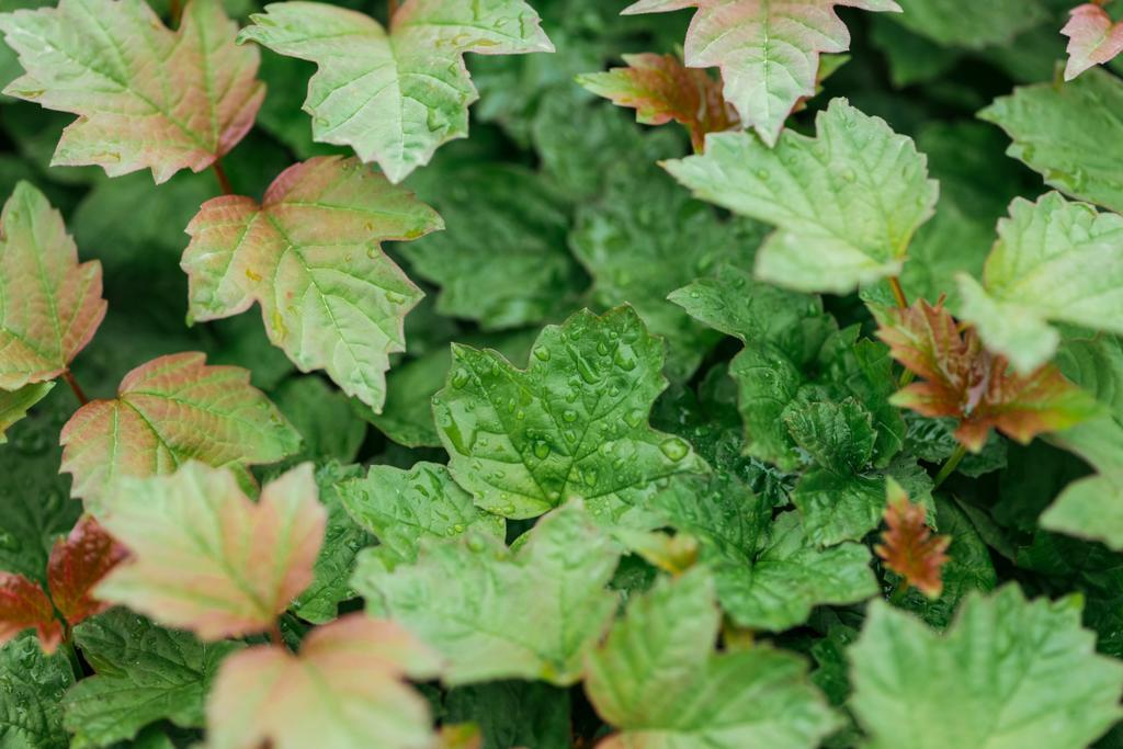 Nahaufnahme von grünen und roten Blättern mit Wassertropfen - Foto, Bild