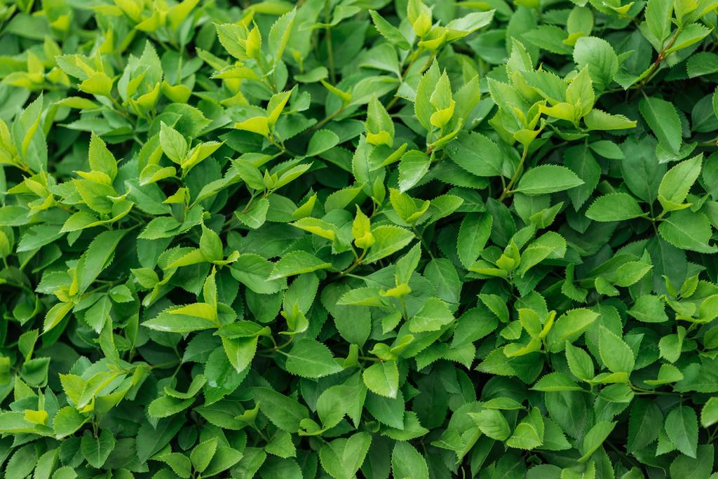 foglie colorate verdi su cespuglio fiorito, sfondo senza soluzione di continuità
 - Foto, immagini