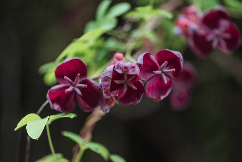 zbliżenie purpurowe kwiaty i zielone liście na niewyraźne tło - Zdjęcie, obraz