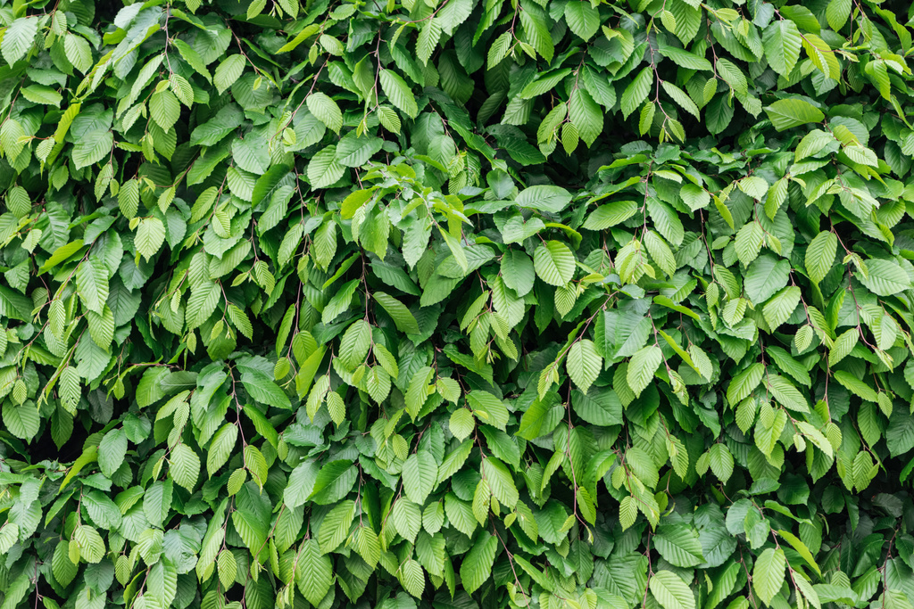 green colorful leaves on bush, seamless background - Photo, Image