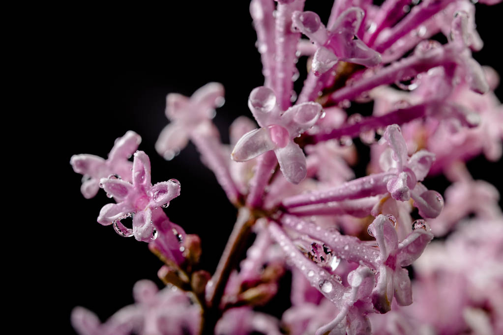 Uma pequena flor lilás molhada floresce em uma ampliação. Flor bonito
 - Foto, Imagem