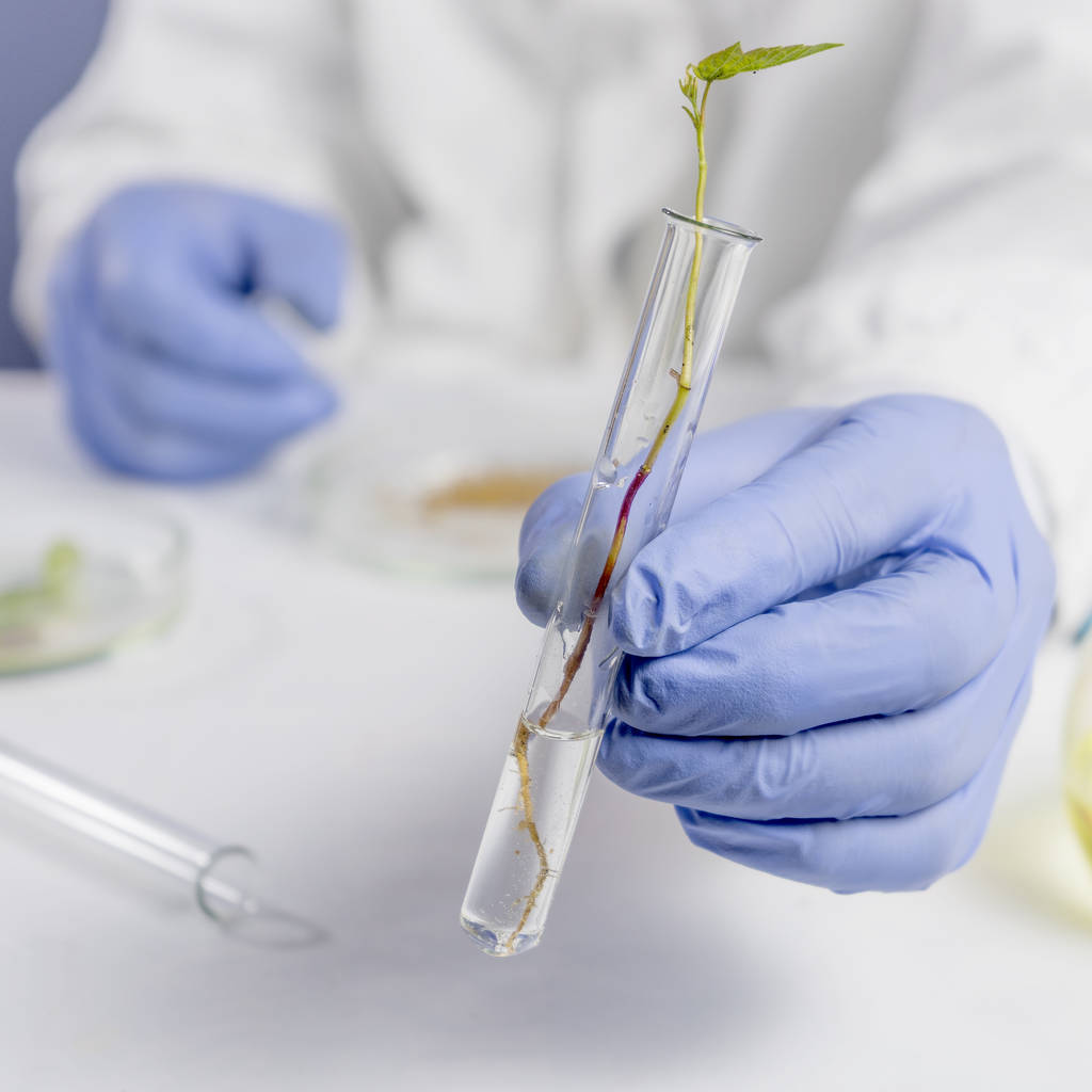 рука вченого в синій рукавичці, що тримає зелений лист, концепція біотехнології
 - Фото, зображення
