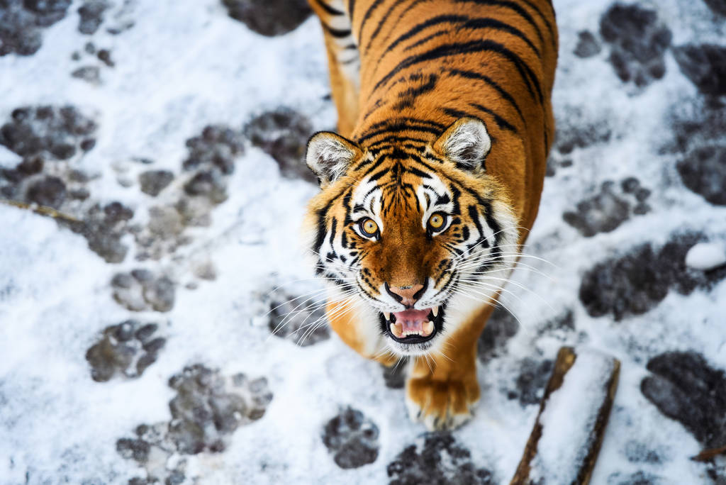 Bella tigre Amur sulla neve. Tigre nella foresta invernale
 - Foto, immagini