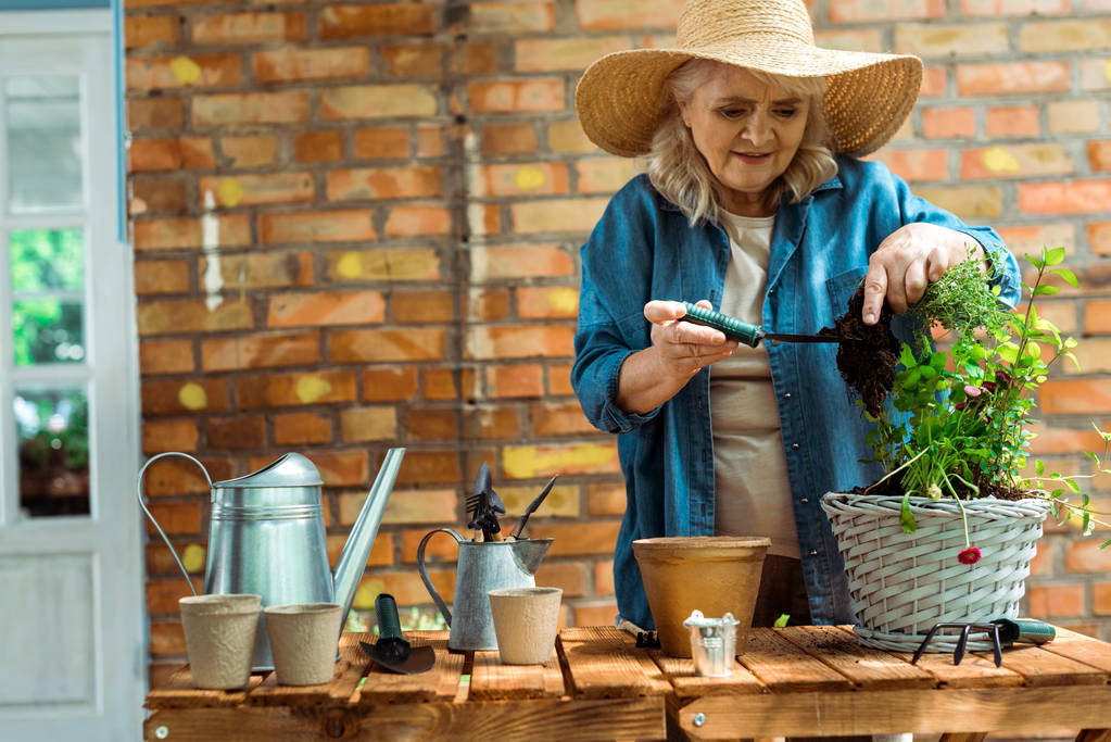 Seniorin mit Strohhut blickt bei Pflanzennähe auf den Boden   - Foto, Bild