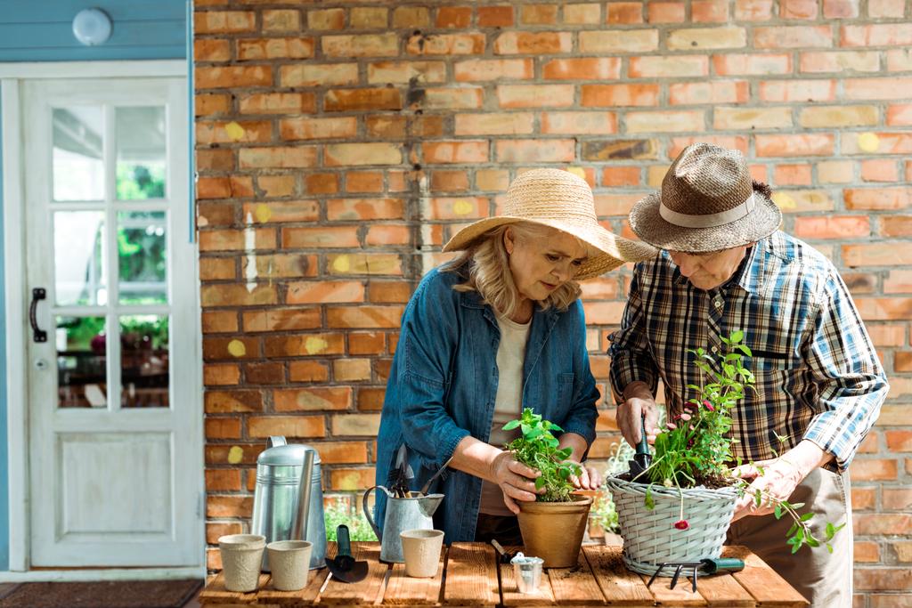 緑の植物とレンガの壁の近くに立っているわら帽子の高齢者女性と男性  - 写真・画像