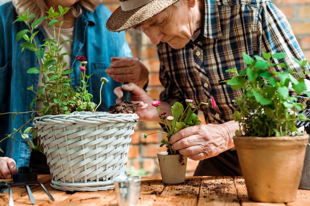 Selektiver Fokus eines älteren Mannes, der neben Frau steht und grüne Pflanze berührt  - Foto, Bild
