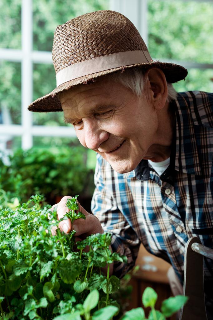 foco seletivo de homem aposentado feliz em chapéu de palha olhando para plantas verdes
 - Foto, Imagem