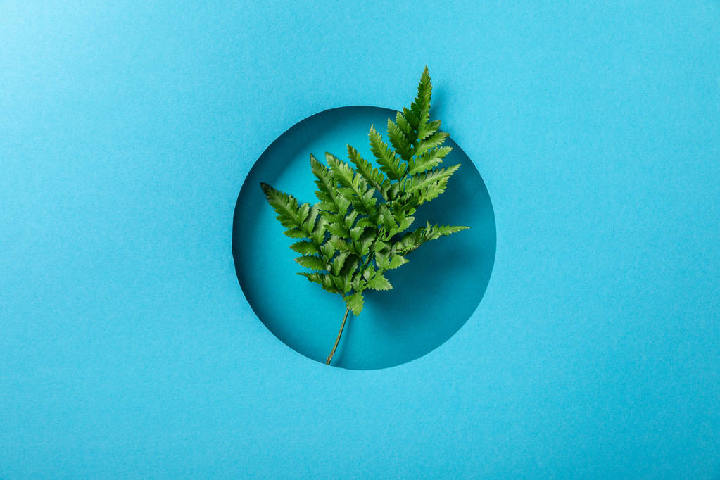 πράσινο φύλλο φτέρης σε στρογγυλή τρύπα σε μπλε χαρτί  - Φωτογραφία, εικόνα