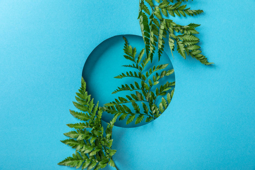 διακοσμητικά πράσινα φύλλα φτέρης σε στρογγυλό τρύπα σε μπλε χαρτί  - Φωτογραφία, εικόνα