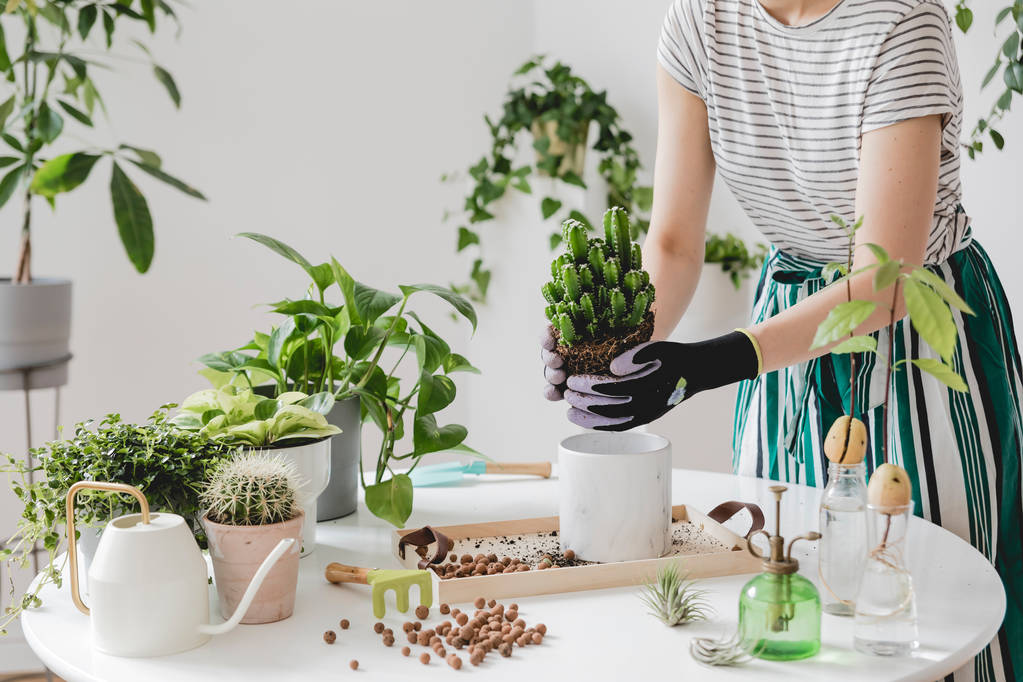 自宅で緑の植物を植える女性のトリミングショット - 写真・画像