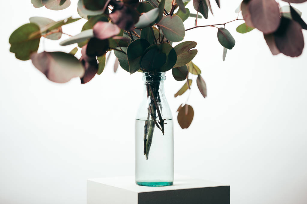 ramas de eucalipto verde en botella aislada en blanco
 - Foto, imagen