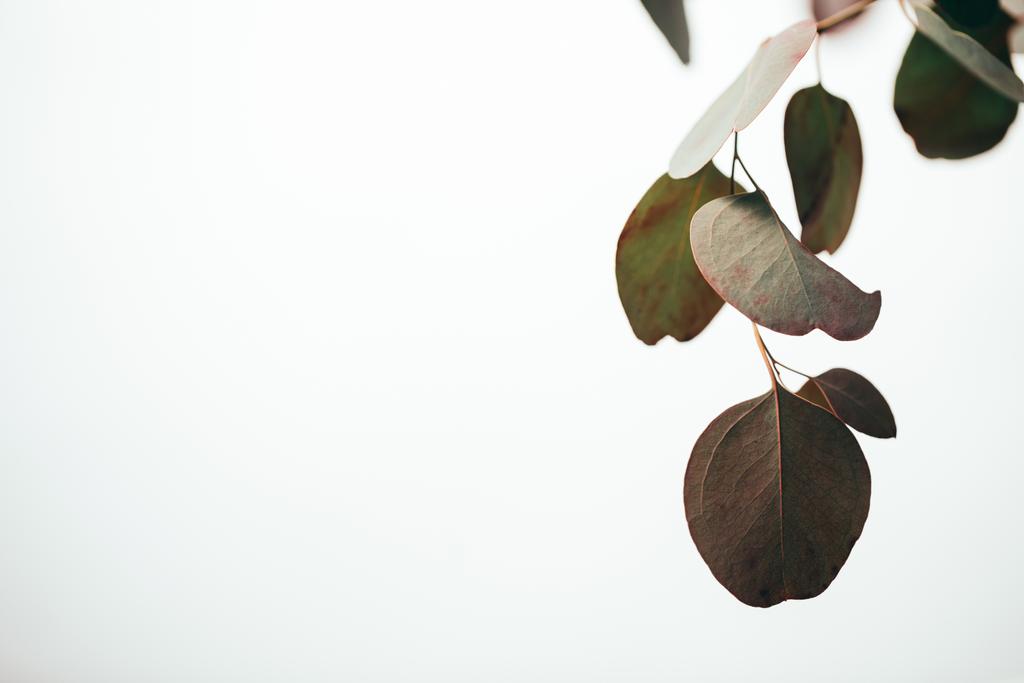 grüne Eukalyptusblätter isoliert auf weiß mit Kopierraum - Foto, Bild