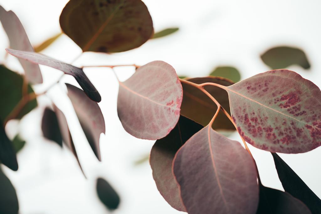 крупним планом зелене листя евкаліпта ізольовані на білому
 - Фото, зображення
