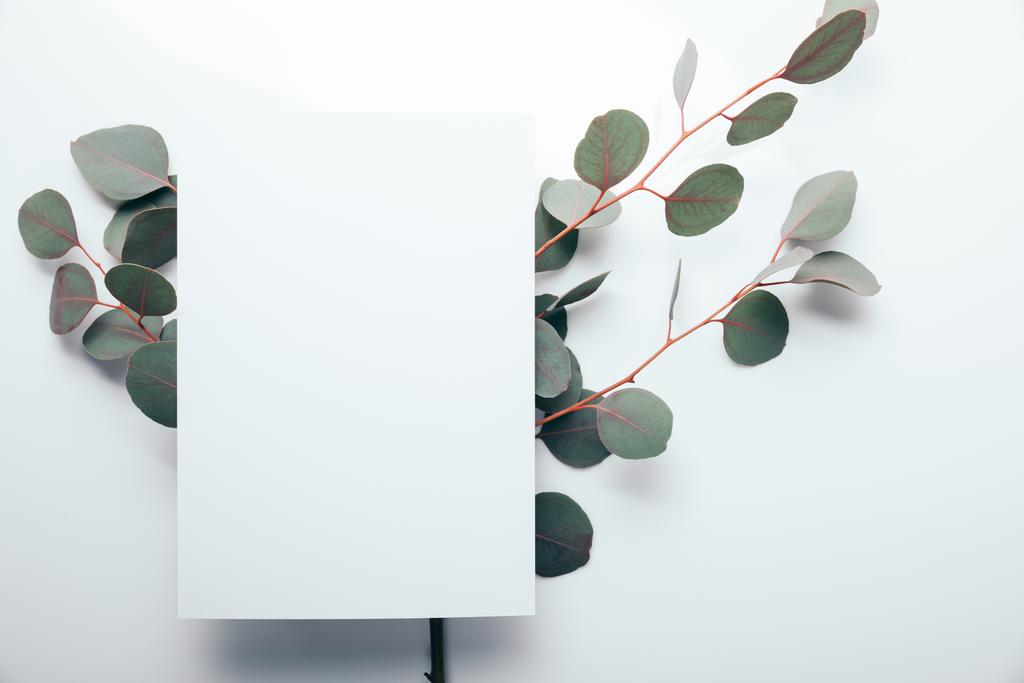 bovenaanzicht van eucalyptus takken met lege pagina op wit  - Foto, afbeelding