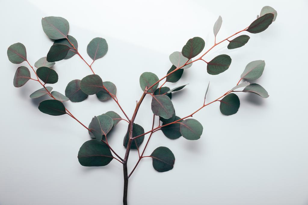 Nejlepší pohled na zelenou eukalyptus na bílém - Fotografie, Obrázek