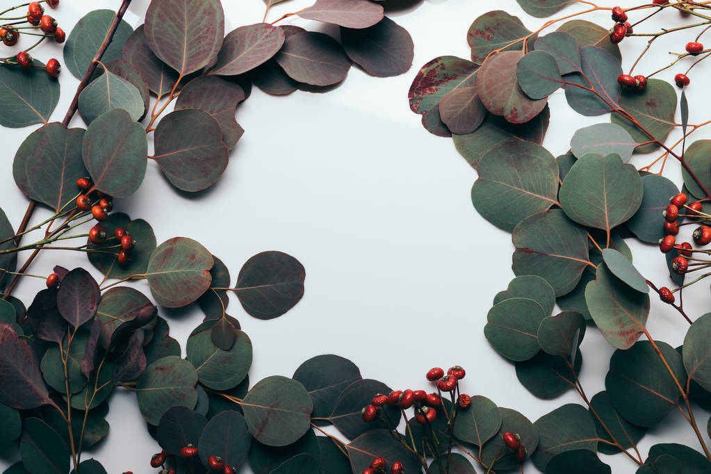 płomień z zielonymi liści eukaliptusa i czerwone jagody na białym - Zdjęcie, obraz