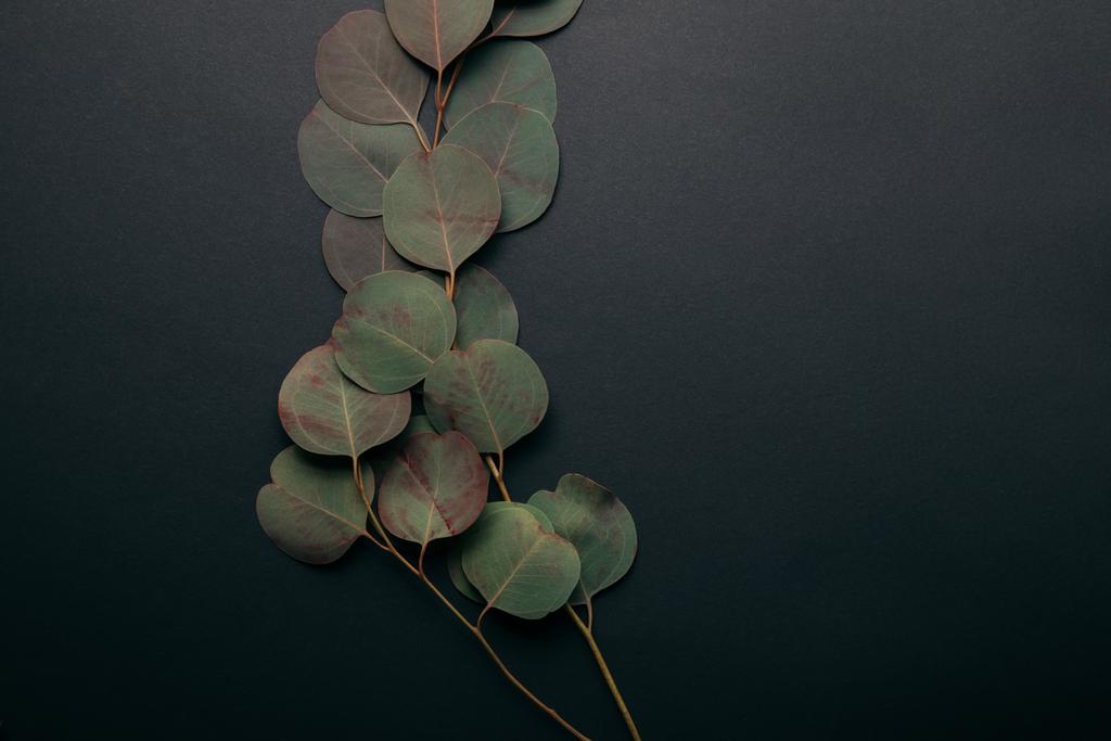Draufsicht auf grüne Eukalyptuszweige mit Blättern auf schwarz  - Foto, Bild